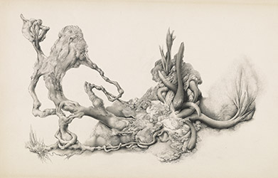 Untitled [Fungi and Sprouting Botanical Forms], ca. 1970